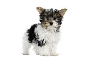 Boomer-puppy-300x213