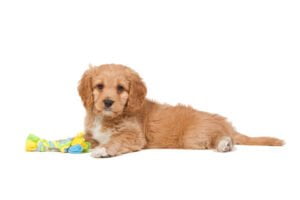 Cavapoo_SS_633327995_white_bg_small-300x200