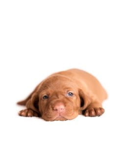 Hongaarse_vizsla_puppy_SS_1170435049_small-253x300