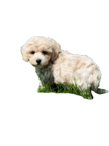 Maltipoo-Large-1-225x300