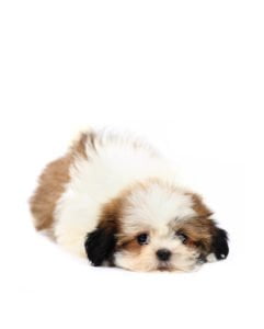 Shih_Tzu_SS_70574728_small-241x300