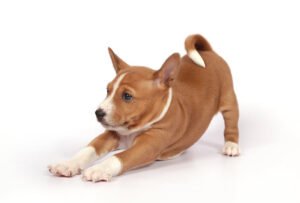 basenji_puppy_SS_1826104343_med-300x203