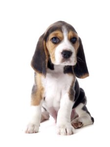 beagle-225x300