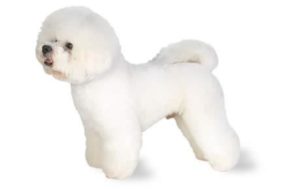 bichon-frise-300x189