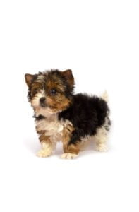 biewer_terrier_puppy_SS_1664561671_small-197x300
