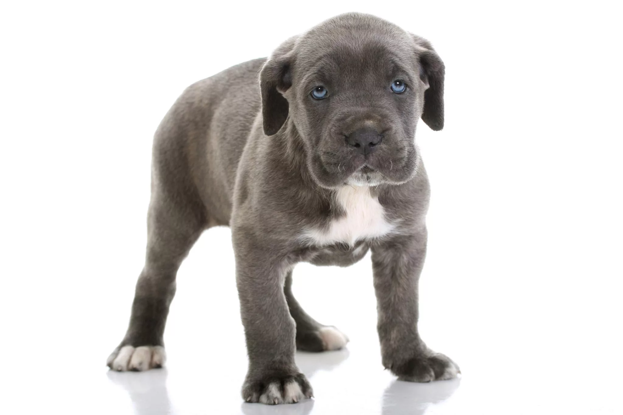 cane-corso