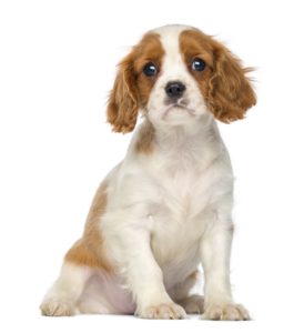 cavalier-king-charles-274x300