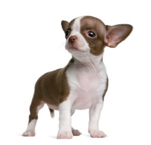 chihuahua-300x289