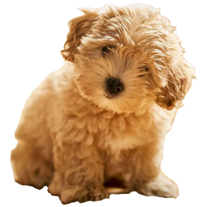 designer-pup-300x300