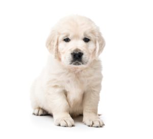 golden-retriever-300x274
