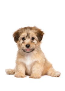 havanezer_puppy_SS_491645626_small-215x300
