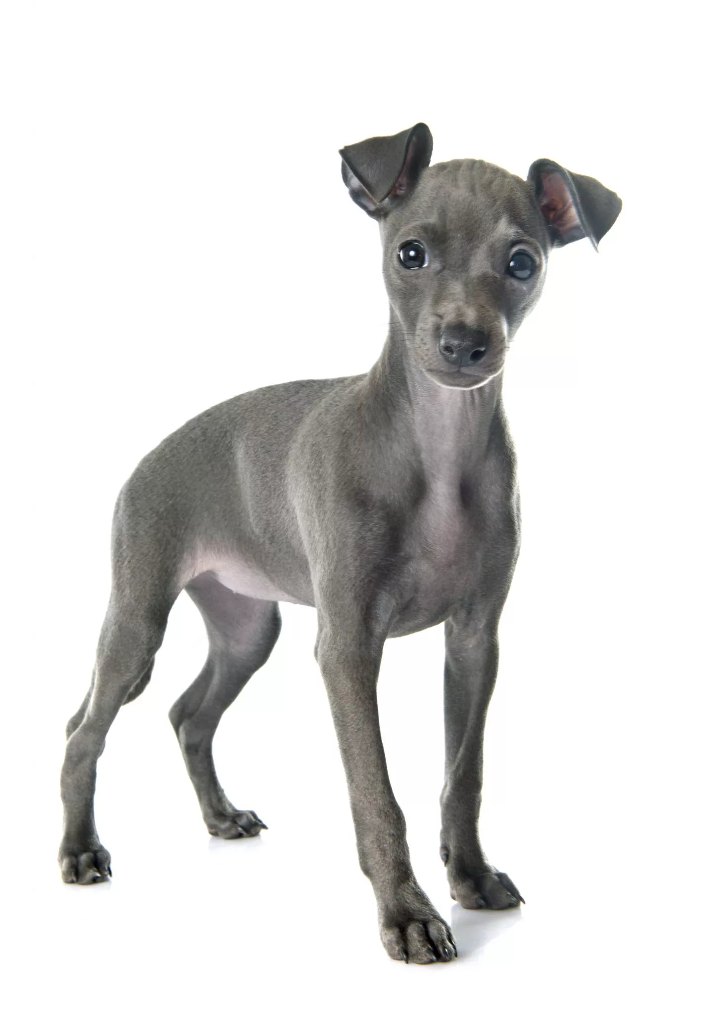 italiaanse-windhond
