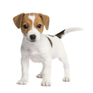 jack-russel-298x300