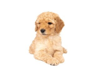 labradoodle_SS_1613310157_white_bg_small-300x226