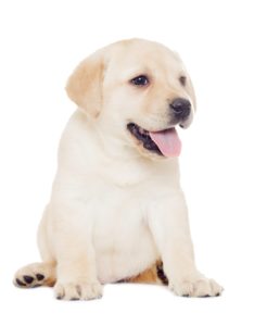 labrador-e1599756628794-246x300