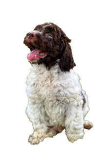 lagotto-Large-225x300