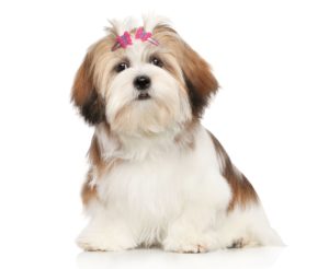 lhasa-apso-300x246