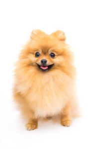 pomeriaan_SS_267743438_small-189x300