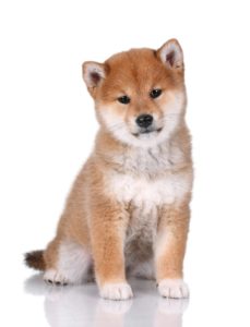 shiba-inu-229x300