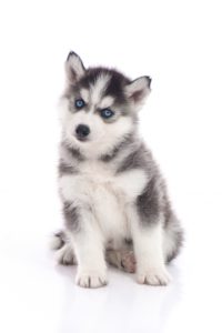 siberische-husky-200x300