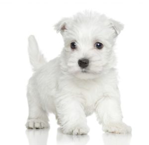 west-highland-terrier-300x292